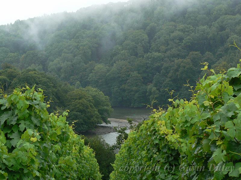 Sharpham Estate P1120534.JPG